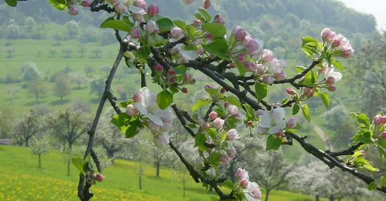 Streuobstwiese - Ast von einem Obstbaum in der Blüte