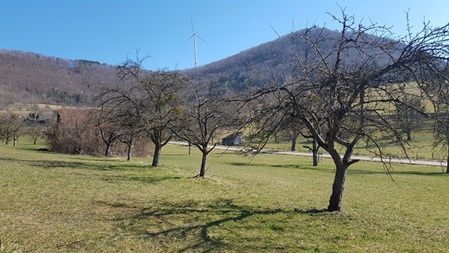 Wiese mit Obstbäumen