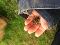 Naturkindergarten, Kind mit Nacktschnecke